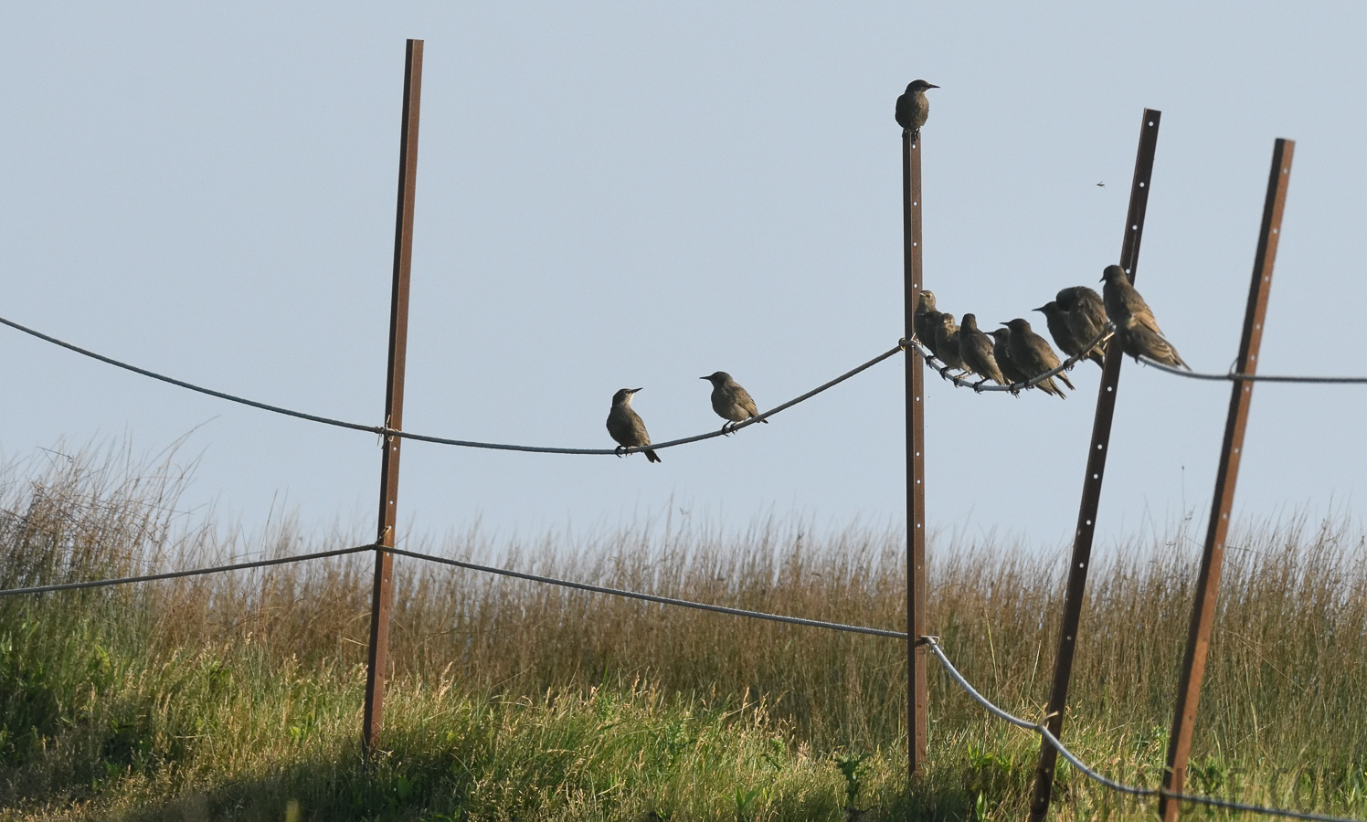 Sturnus vulgaris [400 mm, 1/4000 Sek. bei f / 8.0, ISO 1600]